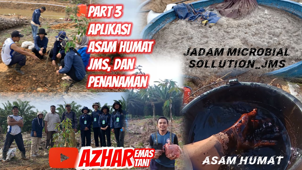 PART 3 APLIKASI ASAM HUMAT DAN JMS DAN PENANAMAN BIBIT DUREN
