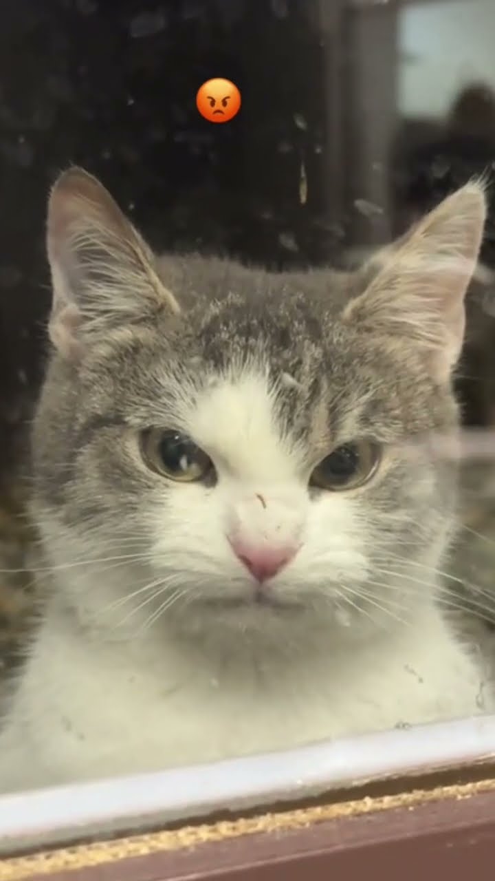 Angry Kittyo like man take me to prvnci concert asap