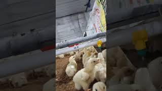 चूजों का देखभाल कैसे करें #nipple system #chicks #farmer #poultry #shortvideo #viral