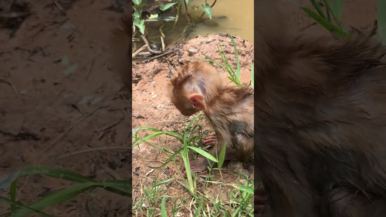 The pitiful little baby find food near water 