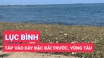 Lục bình tấp vào dày đặc biển Bãi Trước, Vũng Tàu