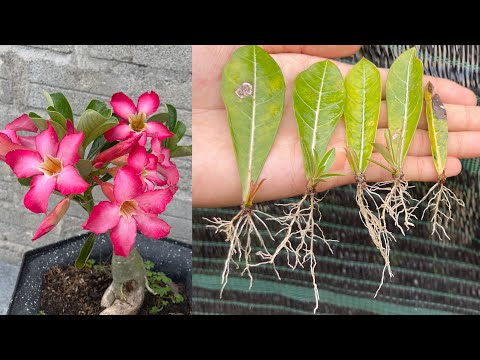 Video: Plumeria кам көрүү: Plumeria кантип өстүрүү керек