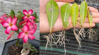 How to grow Thai Su flower with leaves | adenium plant care