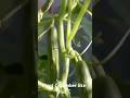 🎥DAY 2 — Plant cucumbers 🥒 Like this! #garden  #agriculture #farmingsecrets #farm #backyardfarming