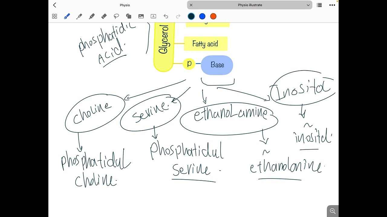 Фосфолипиды и липопротеины