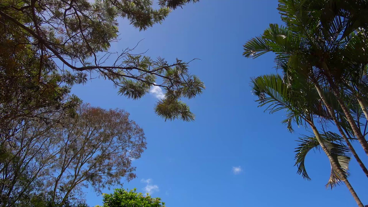 asmr nature, 4K Relaxing Palm Tree Oasis ASMR,  slowtv