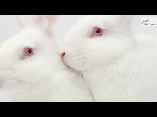 The Truth About Rabbits With Ruby Eyes class=