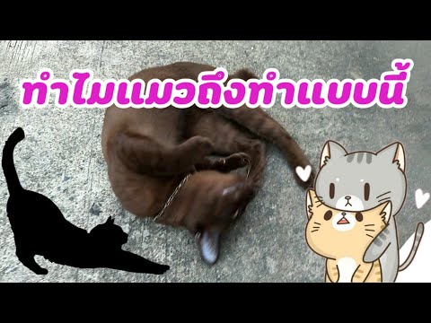 วีดีโอ: ทำไมแมวหลับมาก?