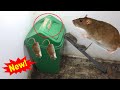 DIY MOUSE TRAP | Mice traps are super easy with large home trash cans | Perangkap Tikus