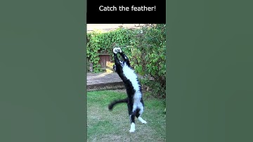 🪶🐈‍⬛😻Get that feather! Mr. Darcy, handsome tuxedo cat #Shorts