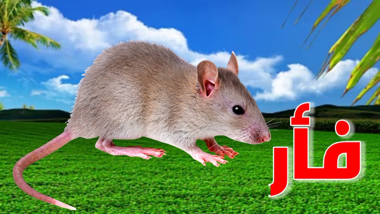 Mouse Sound Effect صوت الفأر - YouTube