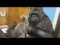 Conversations avec koko la gorillemeilleure qualit