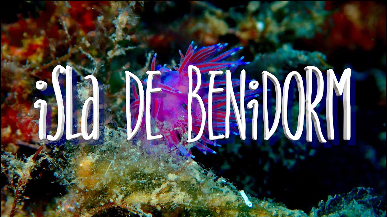 BUCEO en la ISLA de BENIDORM en 4K (GOPRO HERO 8) 🤿🐟🐠🇪🇸