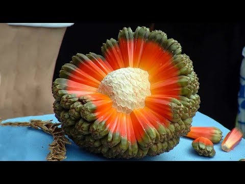 STRANGE Fruits You've Never Heard Of!