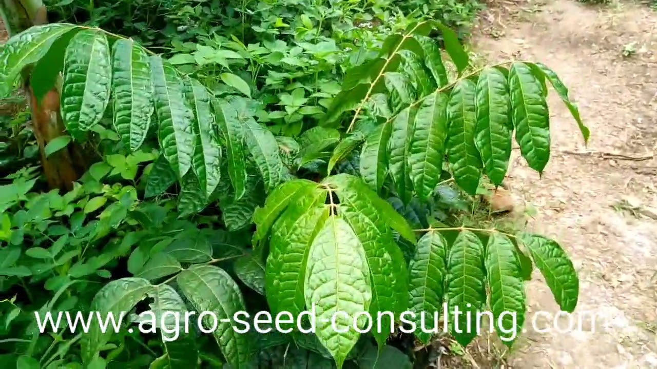 #Visitons ensemble notre verger mixte de 4ha en association avec la banane plantain et macabo.