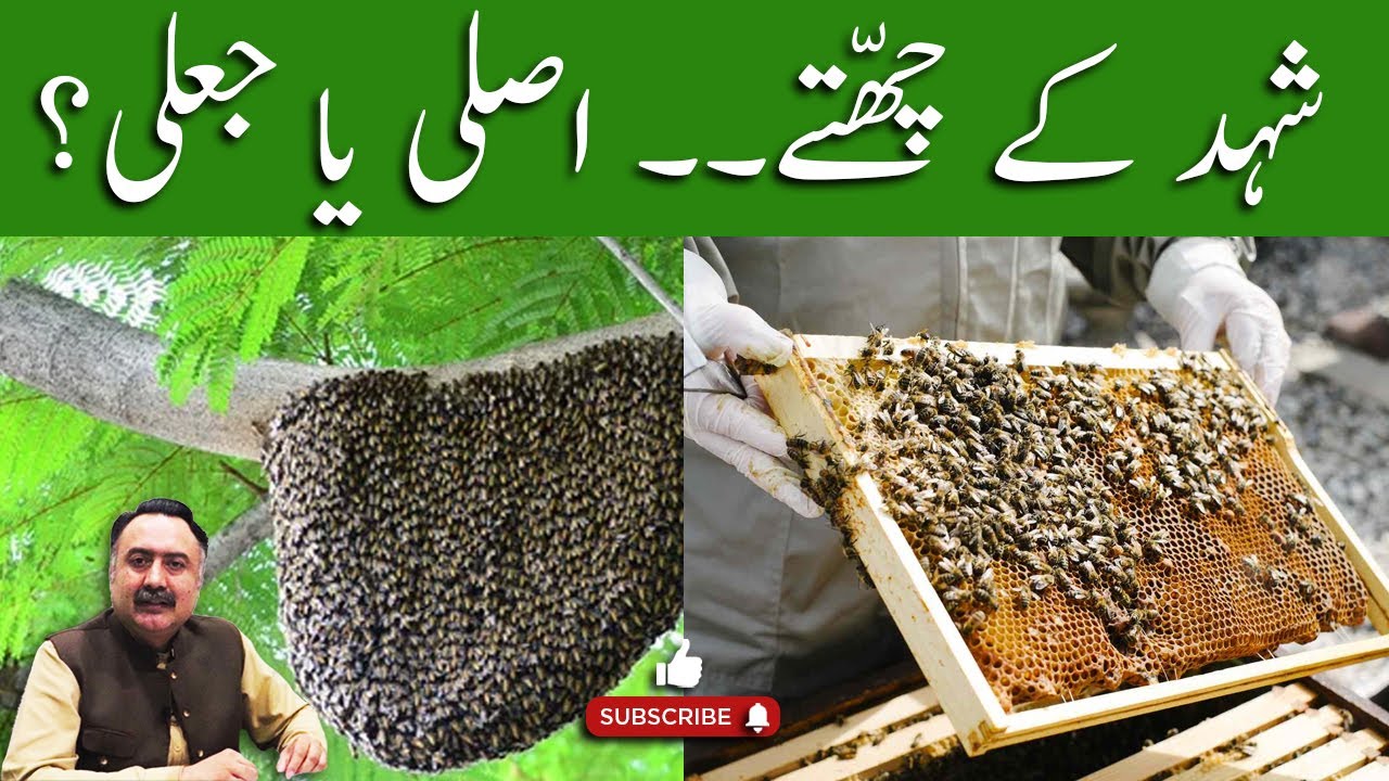 Shehad Ka Chatta Kaise Banta Hai? Honey Bee Hive Real or Fake Shehad ka chatta YouTube