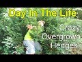 Day In The Life| Crazy Overgrown Hedges!| Part 1| Mowing Vlog