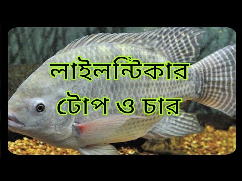 ভিডিও: কীভাবে সিগার ধরবেন