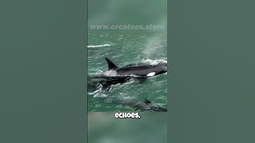 🦇 Orcas: They See with SOUND?! 🦇 Their Echolocation Superpower Revealed!