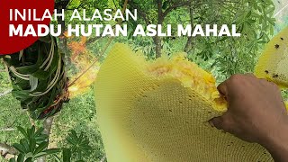 Inilah Alasan Kenapa Madu Hutan Asli Mahal