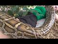 HUGE Python Coils Around Girl in Forest 🐍 Scary Snake Discovery