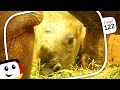 Sandmnnchen  zootierbabys zawadi das spitzmaulnashorn  folge 122  sandmann rbb media 2018