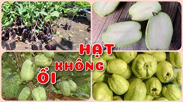 Cây Ổi không hạt | 0386569374 - Ngọc Ngân Bến Tre | Chuyên cây độc lạ