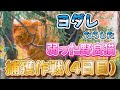 【ヨダレ垂れてベロ出てる野良猫捕獲作戦!!】(4日目!からあげクン投入!)