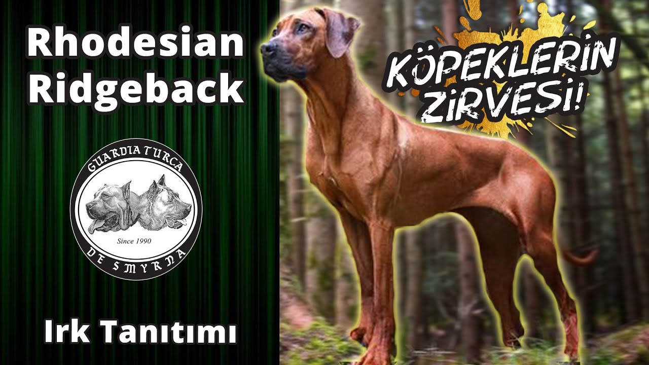 Rhodesian Ridgeback - Köpeklerin Zirvesi!