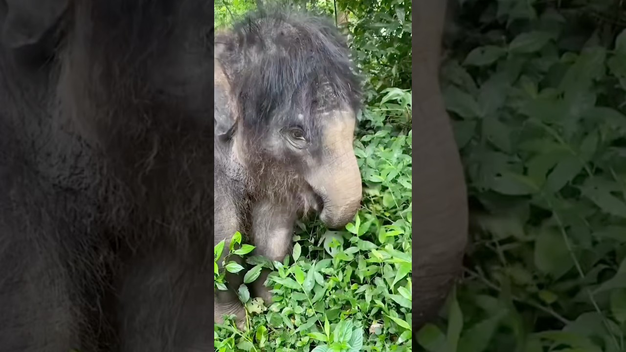 Мамонты вымерли не из за холода, ведь у них густая шерсть!