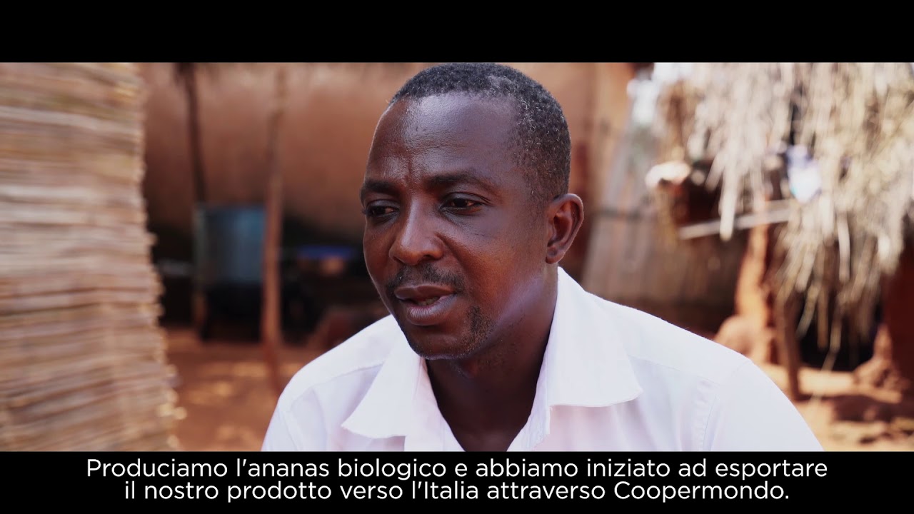 Dolcetto: la storia dell'ananas biologico dal Togo