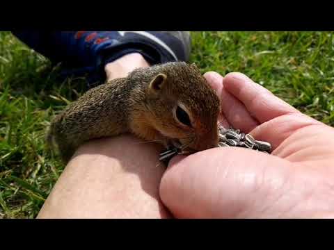 Video: Was ist der Unterschied zwischen einem Gopher und einem Ziesel?