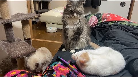 Three cats after matatabi (silvervine - a catnip alternative) 😸🍃