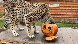 Милашке гепарду сделали милую тыкву на Halloween 🎃. Герда нырнула в тыкву!