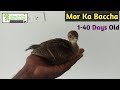 Mor ka Baccha 1 - 40 Days Old // Peacock chicks 1 - 40 Days Old ( VRG )