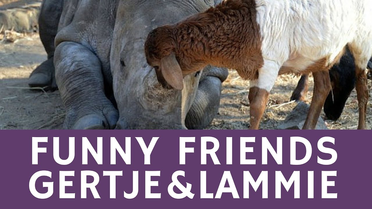 Cute ANIMAL COUPLE: the friendship of Gertje (rhino) & Lammie (lamb)