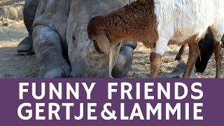 Download Lagu Cute ANIMAL COUPLE: the friendship of Gertje (rhino) \u0026 Lammie (lamb) MP3