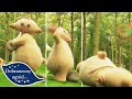 Gdzie poszła gąbka Makka Pakki? | Dobranocny Ogród - WildBrain | Pełne odcinki dla dzieci
