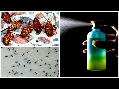 POWERFUL HOMEMADE RECIPE THAT MAKES ALL THE MOSQUITOES AND COCKROACHES FALL DEAD IMMEDIATELY!