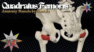 Quadratus Femoris Anatomy | Deep 6 Hip External Rotator & Ischiofemoral Impingement Hip External Rotators Deep 6 Mob
