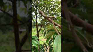 Cara pruning pada durian musangking di #shorts 2023 #perawatandurian #durianmusangking #shortsvideo