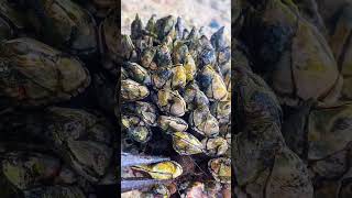 Barnacle Whisper ASMR – My Daily Work at Sea #ASMR #OceanSounds #Relaxation