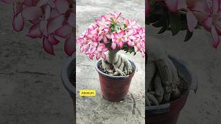 Make Adenium look like a bouquet / Guldasta | Adenium flower plant