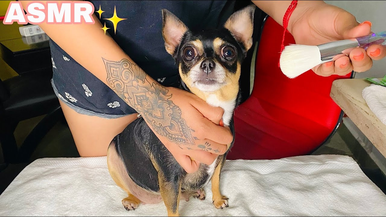 🐶ASMR MASAJE A MI PERRITA🐶