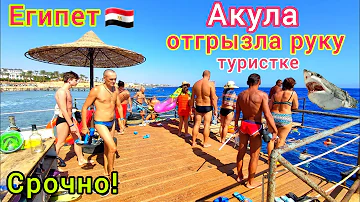 Акула ПОРВАЛА туристку в Египте 🇪🇬 УЖАС на пляже отеля ВОЗЛЕ Шарм эль Шейха❗️ Важные НОВОСТИ 2023