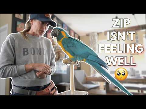 Zip isn't feeling well... | Zip & Zoom Series Ep. 18