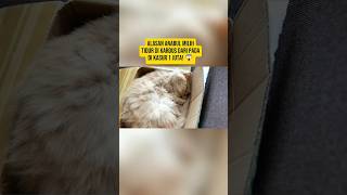 POV: Kamu Jadi Kasur Kucing! Alasan Logis Kenapa Kucing Pilih Tempat Tidur Aneh! #kucing
