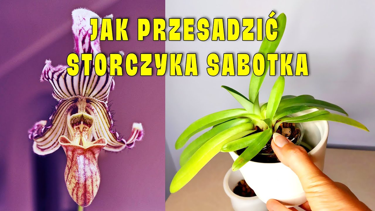 Jak przesadzić storczyka paphiopedilum /sabotek/