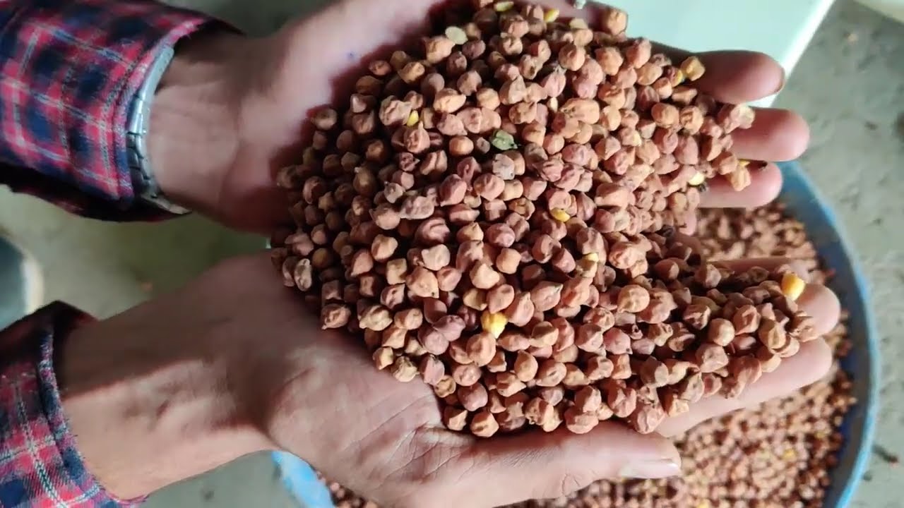 The Best Grain Cleaning Machine on the Market , M  09168920294