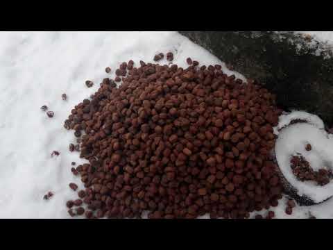 Не забывайте кормить бездомных животных.